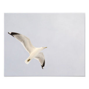 Foto Gaivota