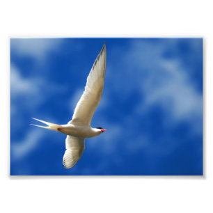 Foto Gaivota de mar crescente