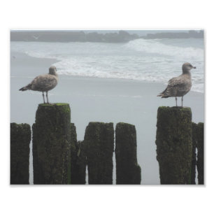 Foto Gaivota de mar no relógio