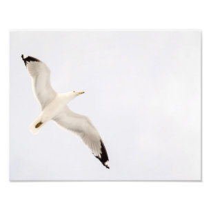 Foto Gaivota do vôo