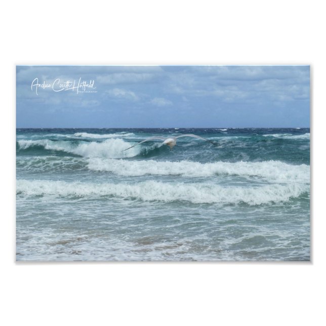 Foto Gaivota e Mar (Frente)