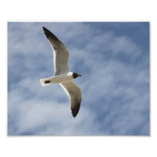 Foto Gaivota em vôo