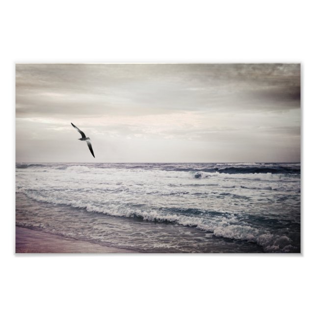 Foto Gaivota na Praia (Frente)