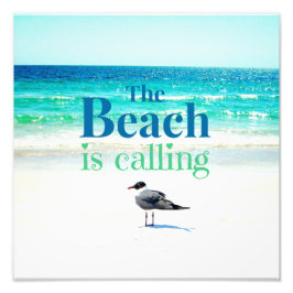 Foto Gaivota na praia