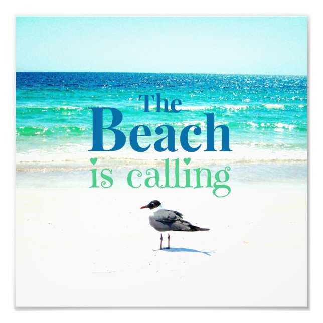 Foto Gaivota na praia (Frente)