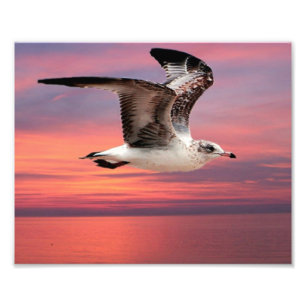 Foto Gaivota no vôo bonito