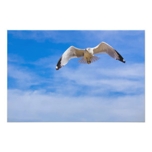 Foto Gaivota voando alto contra um céu azul