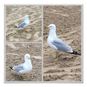Foto Gaivotas Na Praia