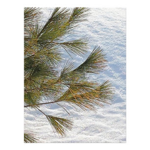 Foto Galhos De Pinho E Neve Em Ottawa. Comprar Agora