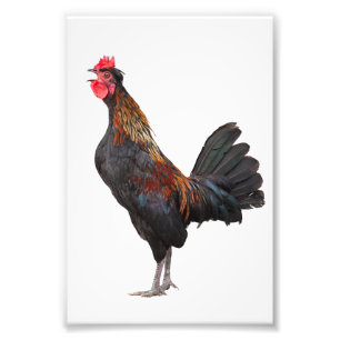 Foto Galinha Clucking