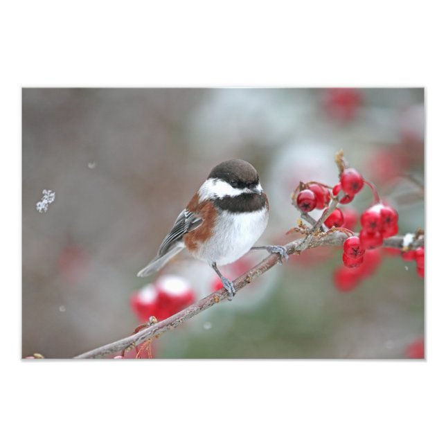 Foto Galinha em Neve em Queda com Berries Vermelhos (Frente)