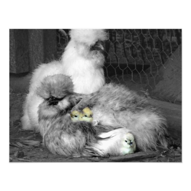 Foto Galinhas Silkie Pretas e Brancas com Pintinhos ama (Frente)