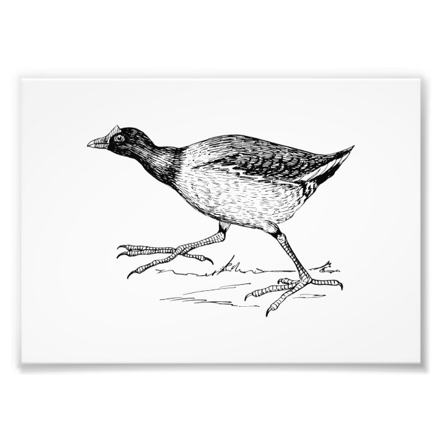 Foto Gallinule Bird Drawing (Frente)