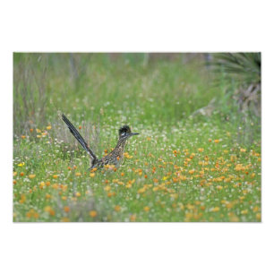 Foto Galo-da-serra-maior, Geococcyx