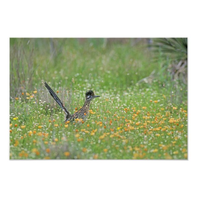 Foto Galo-da-serra-maior, Geococcyx (Frente)