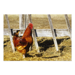 Foto Galo Vermelho de Rhode Island