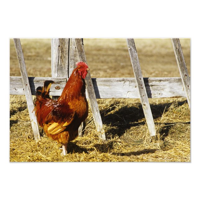 Foto Galo Vermelho de Rhode Island (Frente)