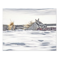 Galopagem De Cavalo Branco Na Neve