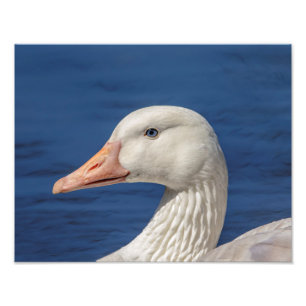 Foto Ganso branco canadense 14x11