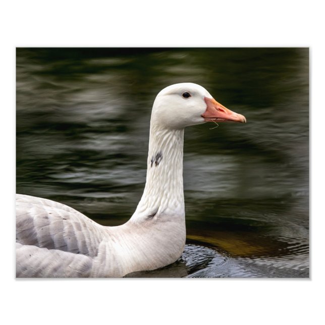 Foto Ganso Canadiano Leucista (Frente)