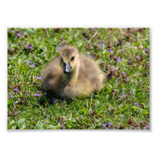 Foto Ganso de Bebê (Gosling)