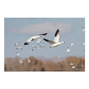 Foto Gansos no Céu Bosque