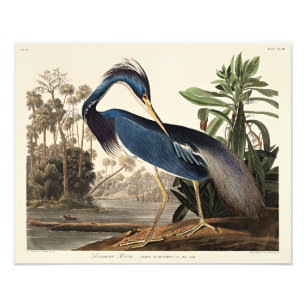 Foto Garça da Louisiana de Birds of America