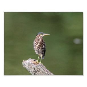 Foto garça-real 10x8 verde em um registro