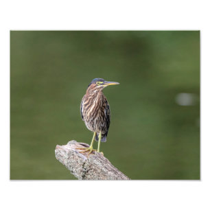 Foto garça-real 14x11 verde em um registro