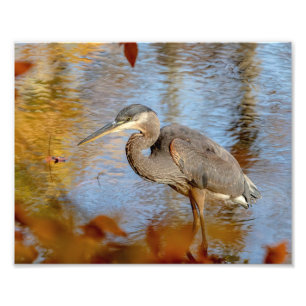 Foto garça-real de grande azul 10x8 quadro com folhage