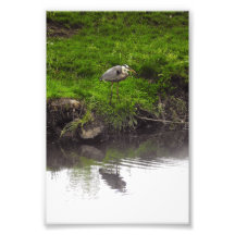 Garça Reflexo