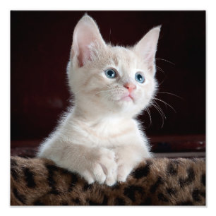 Foto Gatinho Gato