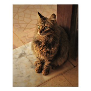 Foto Gatinho pacífico