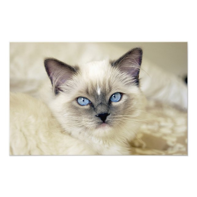 Foto Gatinho Ragdoll (Frente)