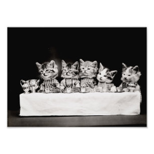 Foto Gatinho Tea Party