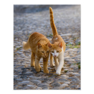 Foto Gatinhos Gatos Bonitos Caminham pelo Mesmo Caminho