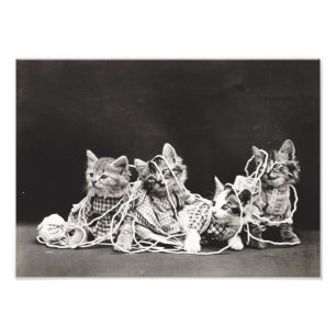 Foto Gatinhos presos em Yarn
