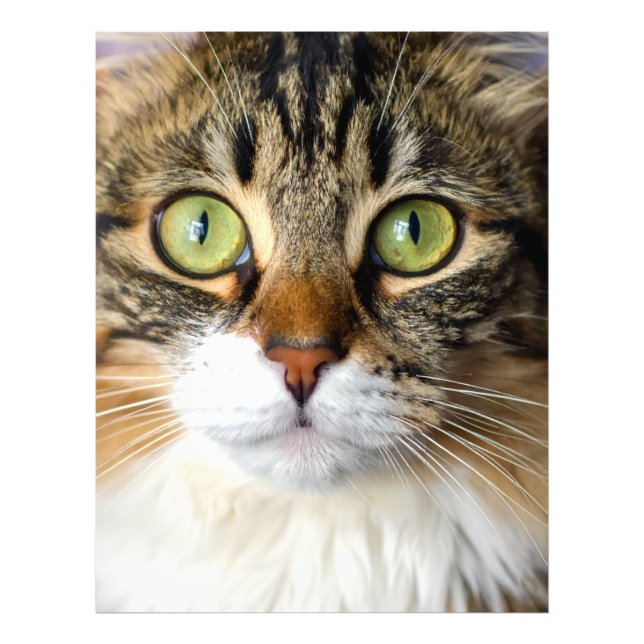 Foto Gato (Frente)
