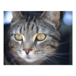 Foto gato