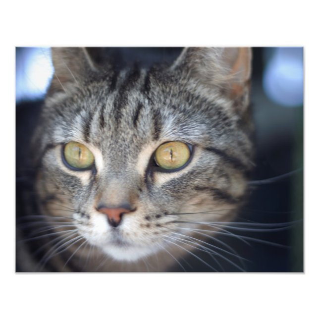Foto gato (Frente)