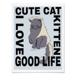 Foto Gato bonito, boa vida