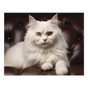 Foto Gato branco majestoso