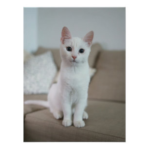 Foto Gato branco Zazzle_Growth.