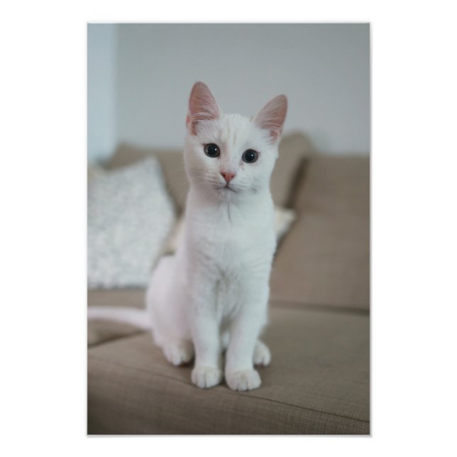 Foto Gato branco | Zazzle_Growth. (Frente)