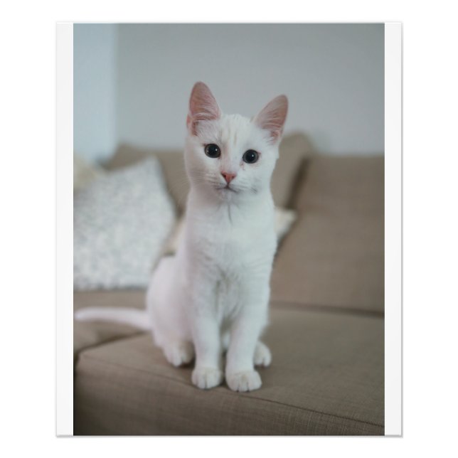 Foto Gato branco | Zazzle_Growth. (Frente)