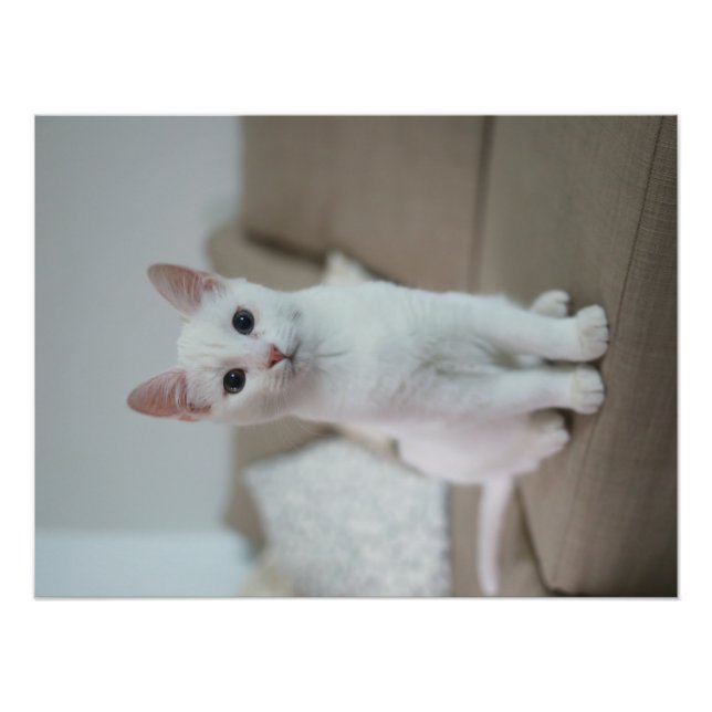 Foto Gato branco | Zazzle_Growth. (Frente)