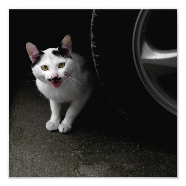 Foto Gato com bigode (Frente)