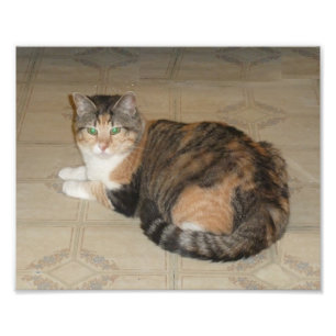 Foto Gato de chita