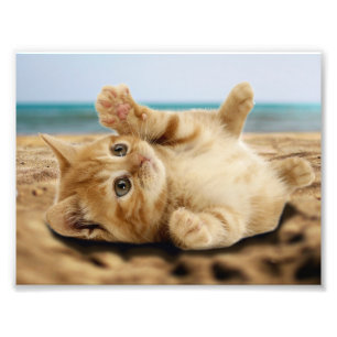 Foto Gato de laranja deitado na areia