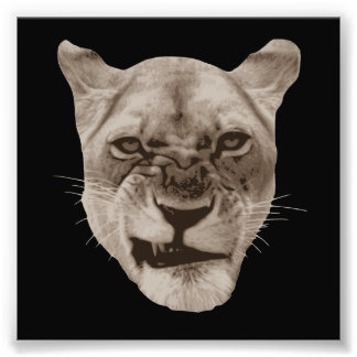 Foto Gato de Leão de Snarling Annoyed